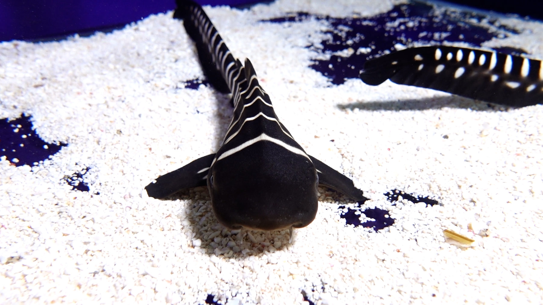 El acuario de Loro Parque da la bienvenida a tres nuevas crías de tiburón cebra