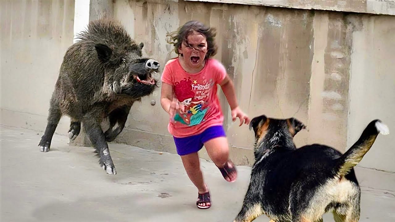 Cuando animales salvan a humanos