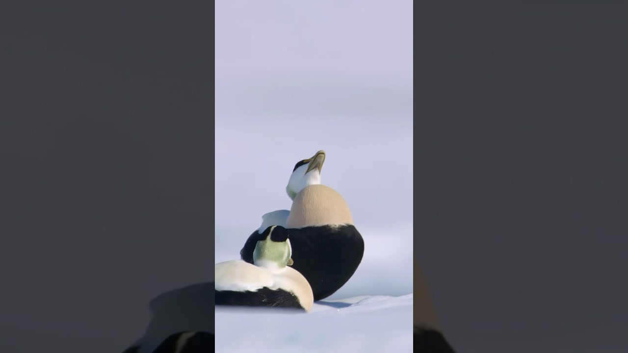 NO ES UN PATO COMÚN. #SONIDOSDELA TIERRA