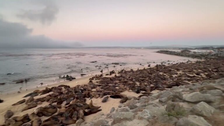 Leones marinos invaden la playa de San Carlos en Monterey, California