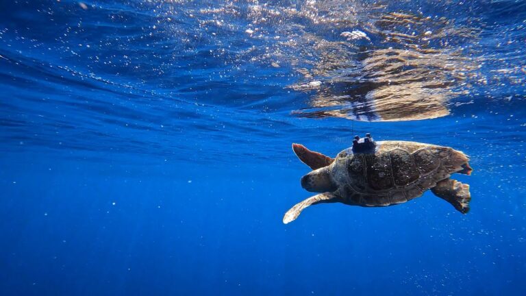 Un emocionante avance en la conservación de las tortugas marinas 🐢🌊