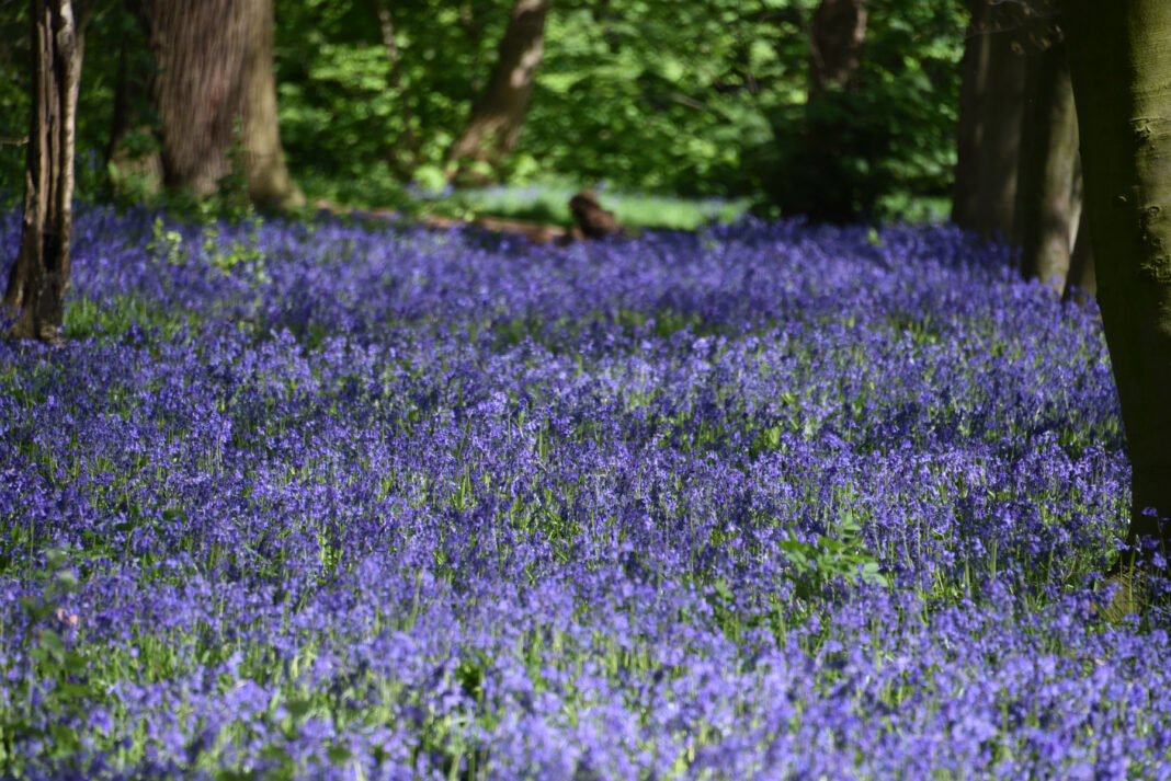call to protect Epping Forest bluebells