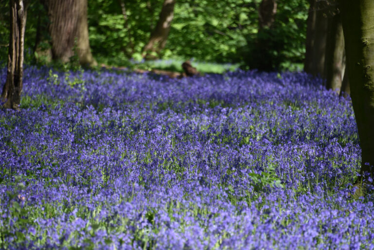 call to protect Epping Forest bluebells