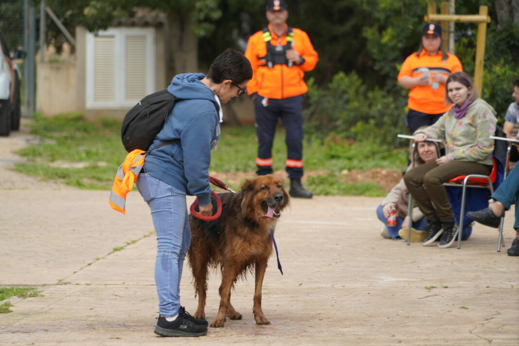 Curso de Tenencia Responsable de Mascotas en Palma: Inscripción Gratuita