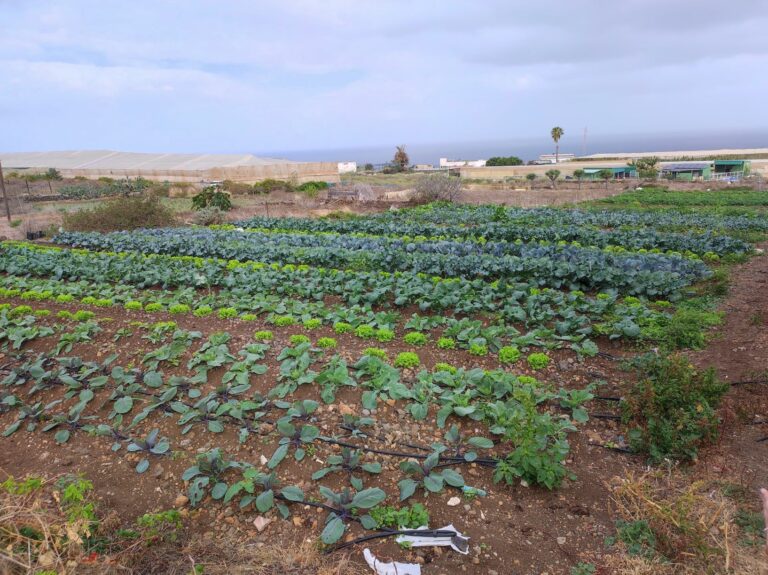 Talleres de Agricultura Regenerativa en La Laguna: ¡Inscríbete Gratis!